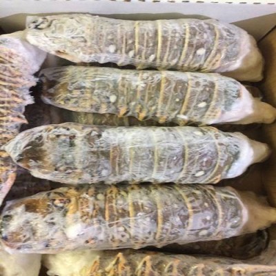 Seafood Fresh And Frozen Lobster,Lobster Tails For Sale