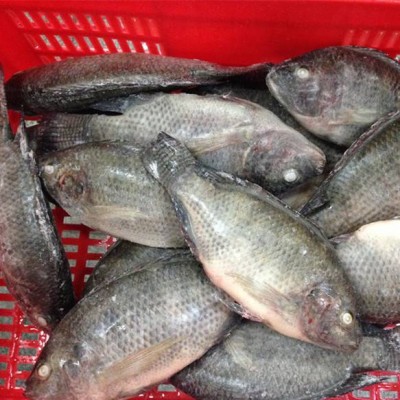 Seafood And Frozen Food Exporter African Tilapia Fish