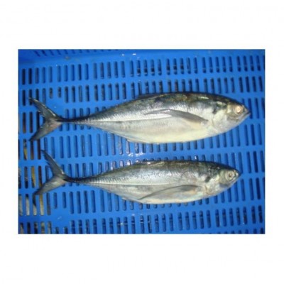 High Quality Frozen Horse Mackerel (seafood) Available For Sale At Cheap Price